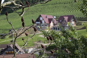 黒い森の丘（ドイツ）